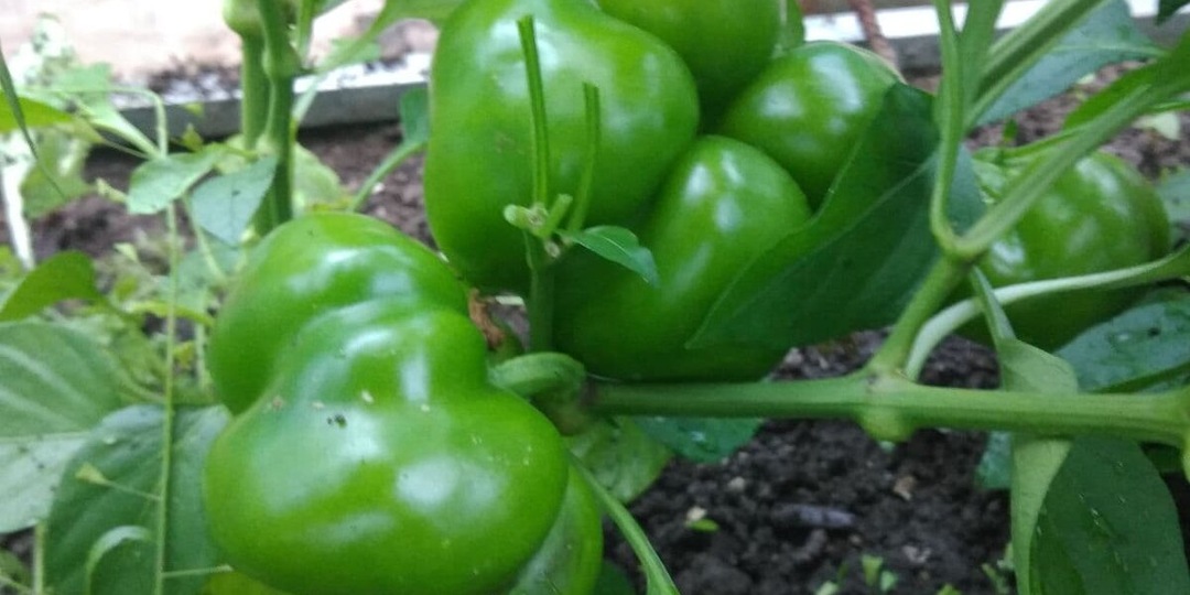 Эксперимент с перцем из «Магнита»: почему я больше не экономлю на семенах