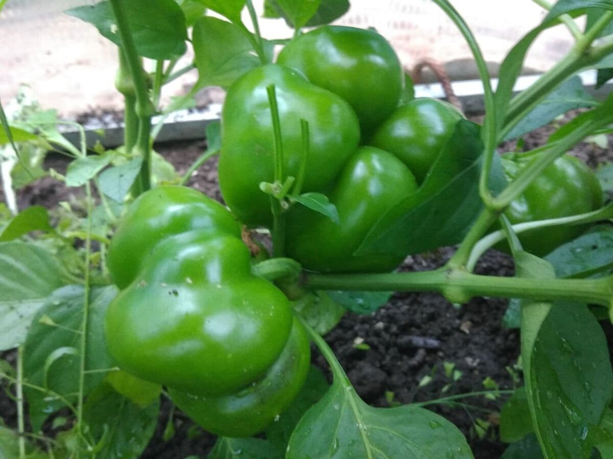 Моё фото прежних лет. Я такие плоды не признаю!!!!