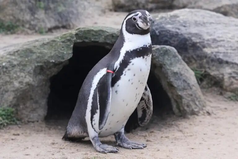    Кадр из видео