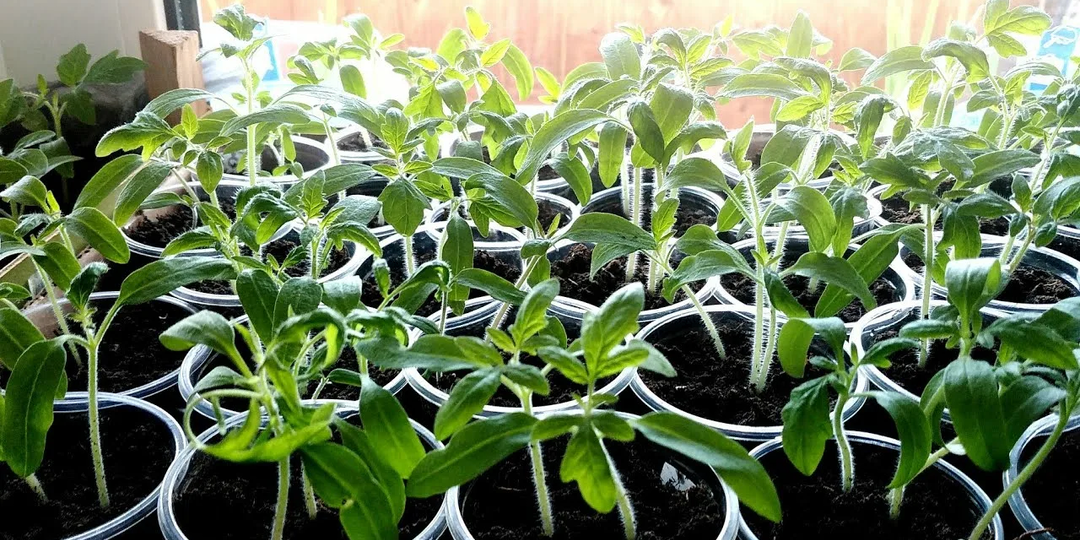 В чём разница, как и когда использовать для рассады Циркон и Эпин