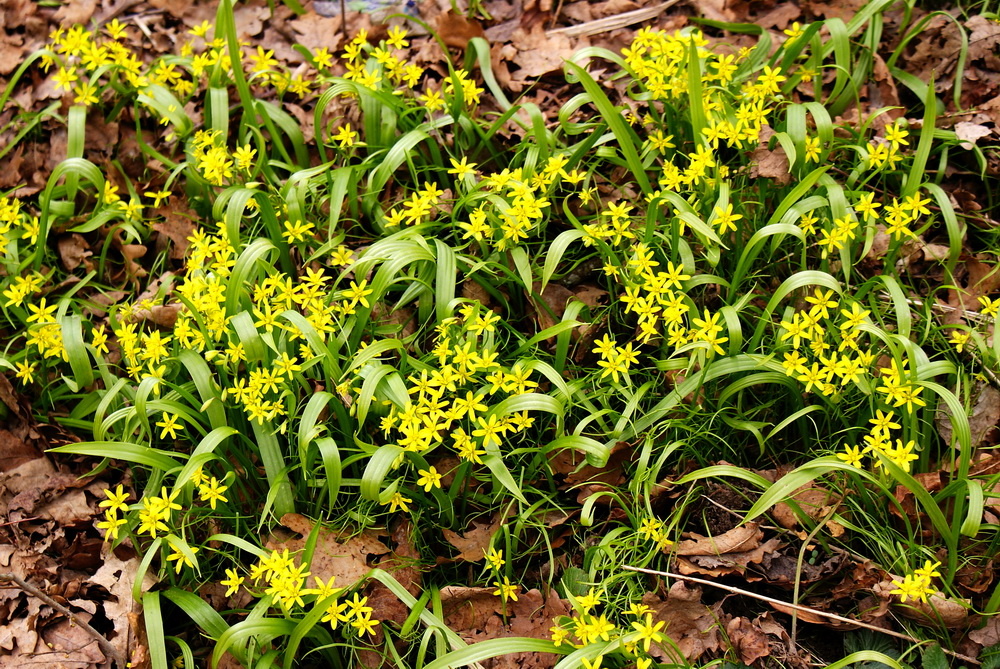 Гусиный лук.