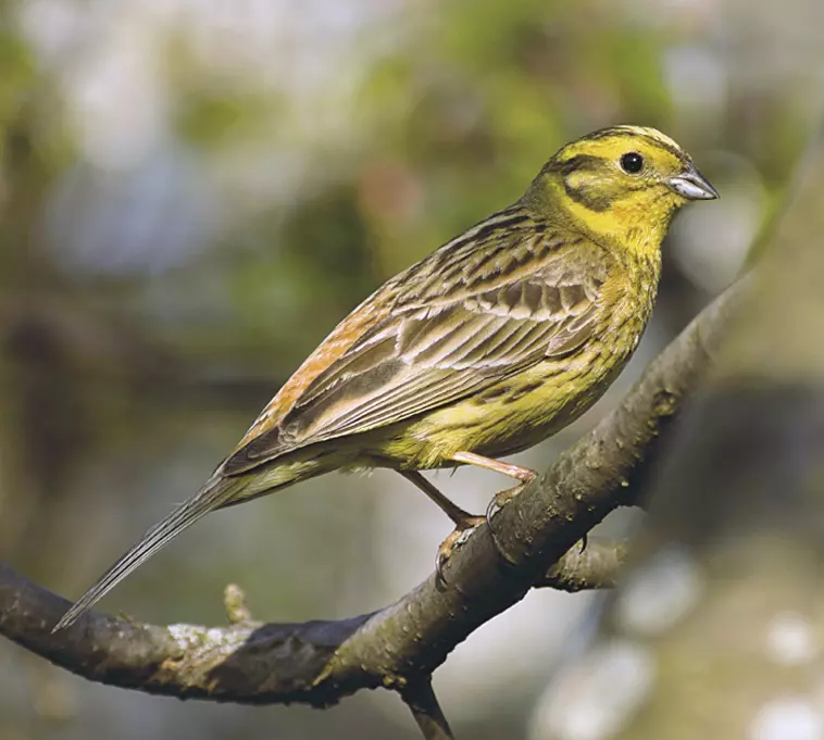 Яндекс Картинки