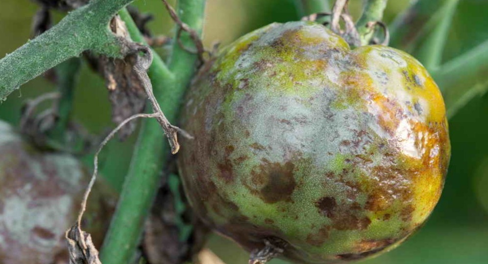 Разводил пастообразный фитоспорин как написано — не помогал. Изменил 1 шаг — работает на 100%