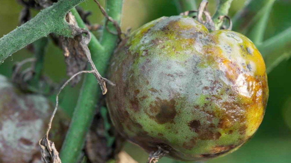 Так выглядели мои томаты каждое лето — фитоспорин не защищал от болезни