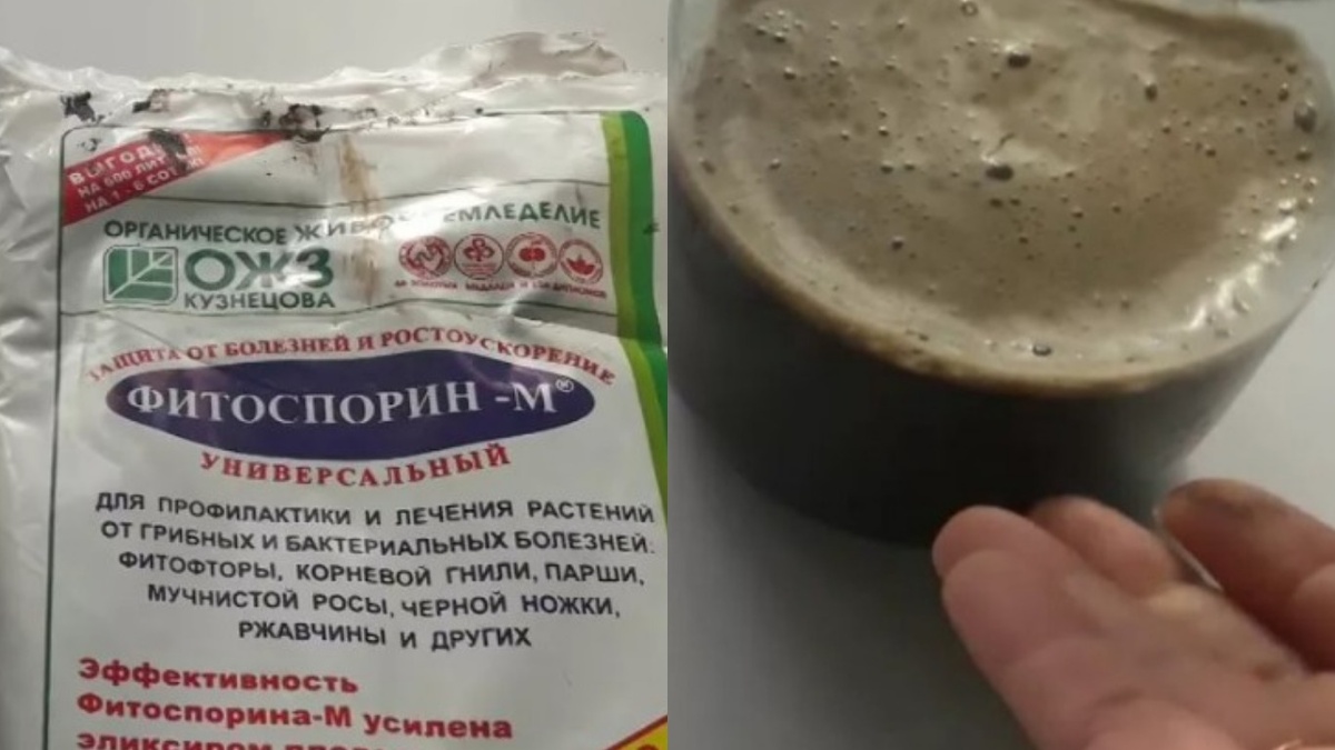 Развел раствор — теперь главное дать бактериям время проснуться