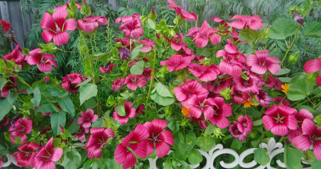 Эти однолетники можно посеять сразу в грунт