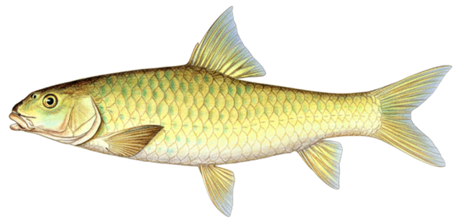 Labeobarbus marequensis