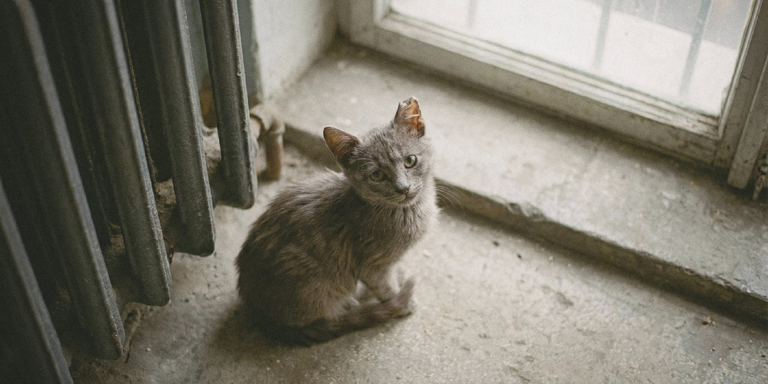 Каждое 1 марта она находит котёнка. Часть 1