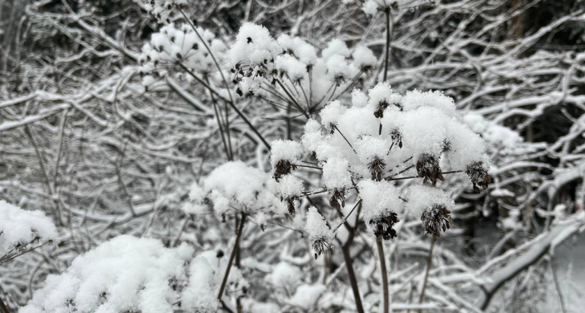    Фото из архива "Про Города Сыктывкар"