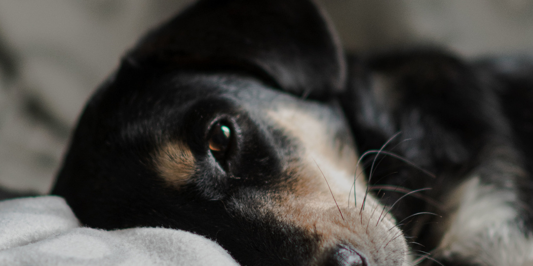 Гельминты, которые живут десятилетиями: что нужно знать владельцу питомца