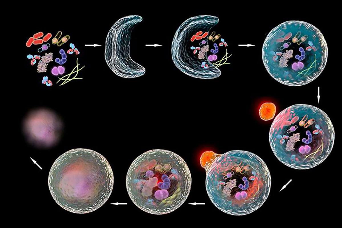 Внутри клетки специальные структуры — лизосомы — содержат ферменты, способные расщеплять биологические молекулы. Когда запускается аутофагия, «клеточный мусор» (старые белки, поврежденные органеллы) окружается мембраной и доставляется в лизосомы для переработки в энергию или строительный материал для новых структур. Фото: Pinterest.com