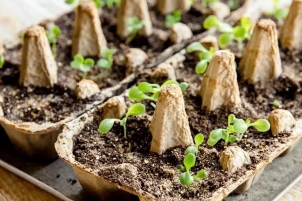    Дачный гороскоп для всех знаков зодиака