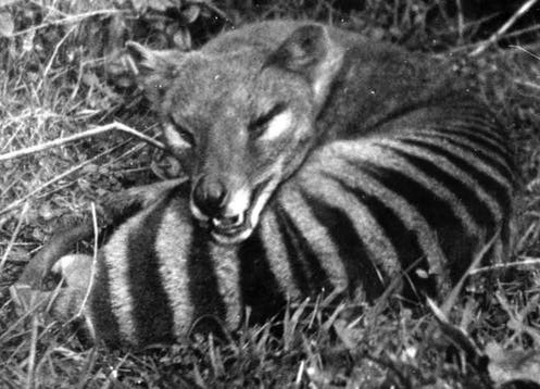 Авторство: Неизвестен. https://lovingexotics.tumblr.com/post/185565971219/tasmanian-tiger-thylacinus-cynocephalus-source, Общественное достояние, https://commons.wikimedia.org/w/index.php?curid=125922622