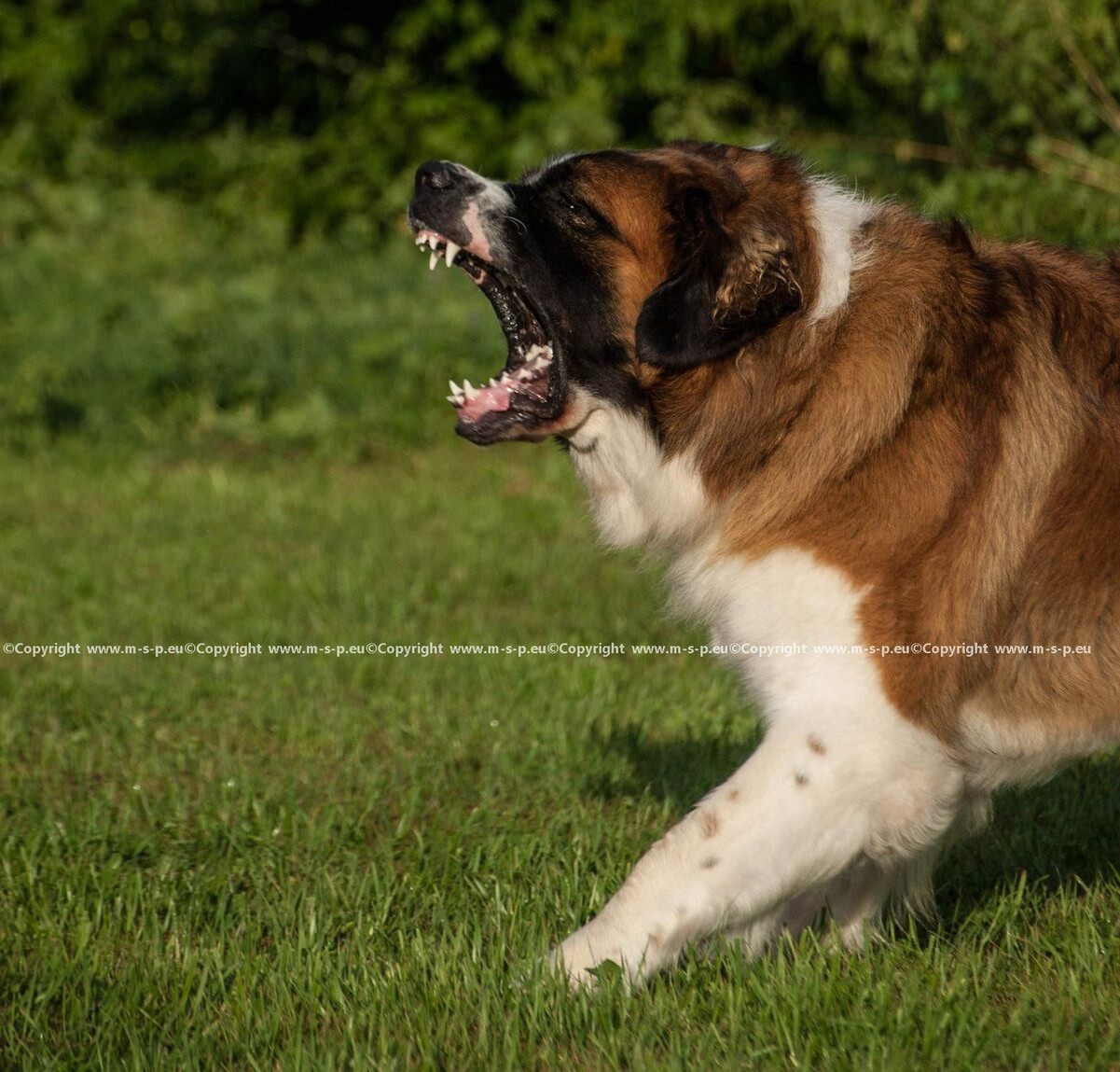 Московская сторожевая