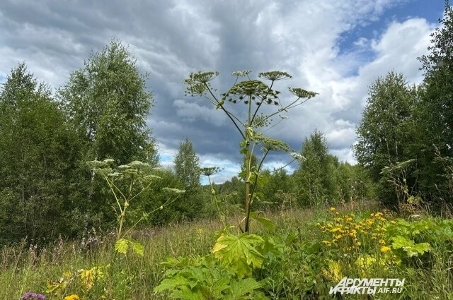    Фото: АиФ/ Юлия Загородских