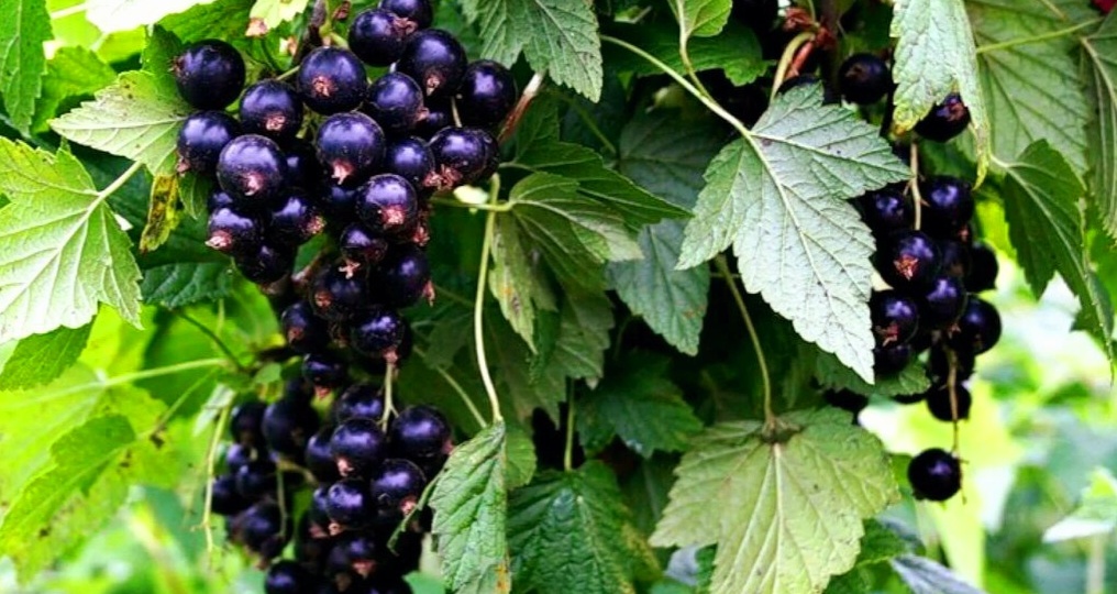 После схода снега - смородина будет крупной и сладкой