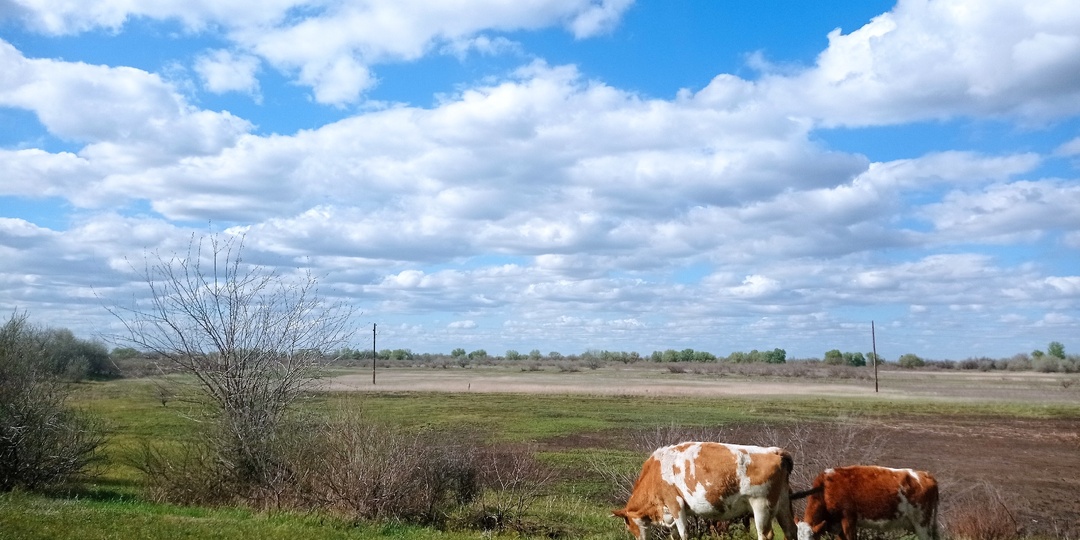 В Астраханской области наконец-то наведут порядок с коровами и лошадьми на дорогах