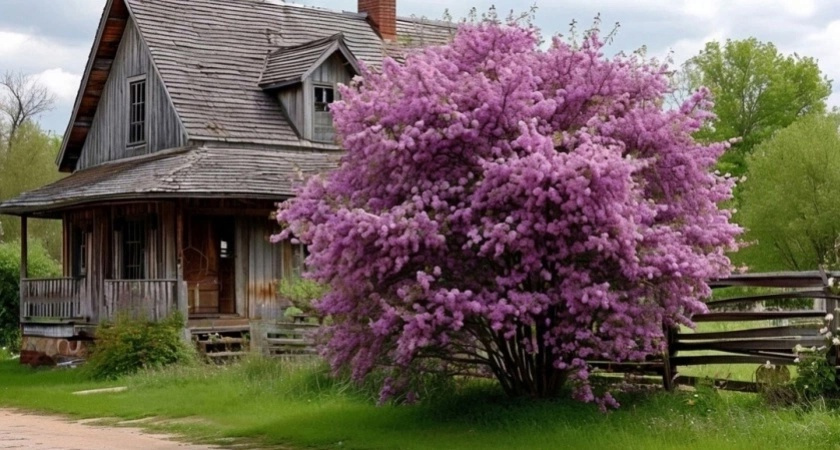    Сделано в Шедевруме