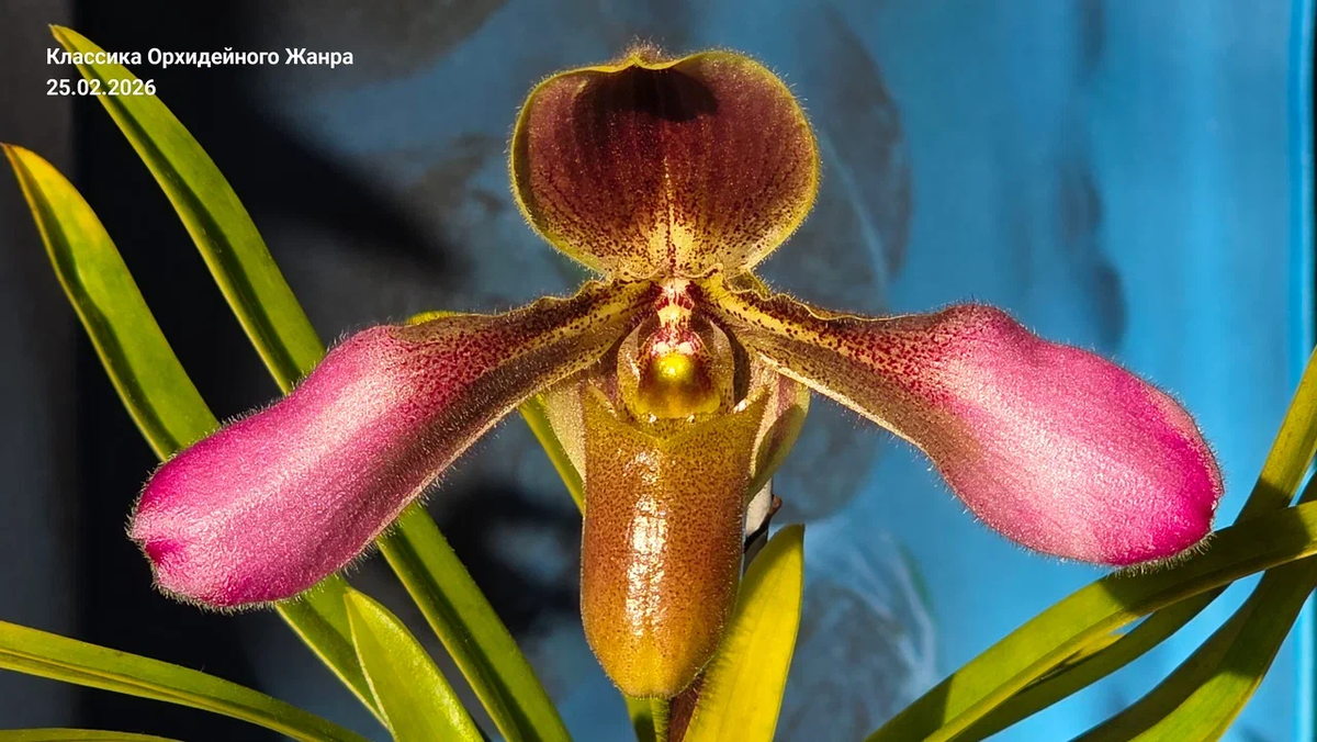 Существует ли абсолютный метр красоты?