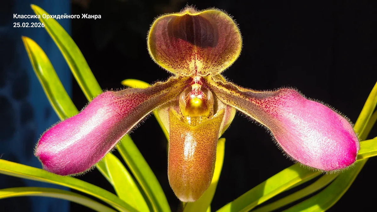 Мой волосатейший Самурай.