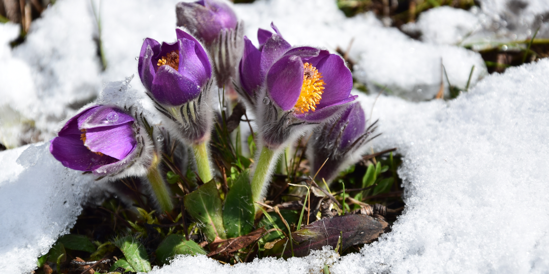 Жизненный цикл первых весенних цветов