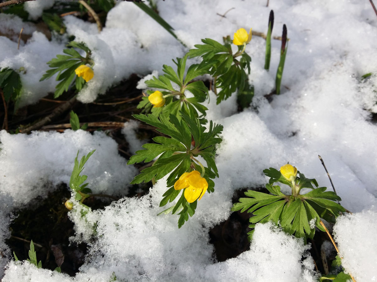 Анемона лютиковидная (Anemone ranunculoides) / Stefan.lefnaer / Wikimedia Commons