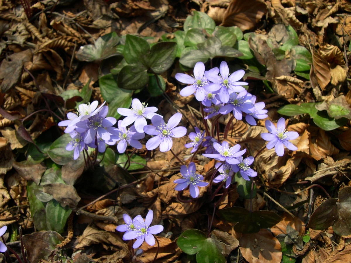 Печёночница благородная или перелеска (не путать с пролеской!) (Hepatica nobilis Mill.)  / Wikimedia Commons