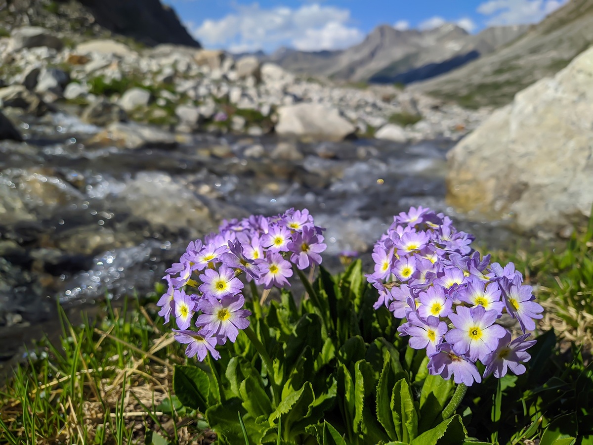 Первоцвет ушковатый, Примула ушковатая (Primula auriculata). Цветущее растение. Карачаево-Черкесия, Карачаевский р-н, Большой Кавказ, ущелье Чунгур-Джар, ур. "Аэродром", левый берег реки Чунгур-Джар, ≈ 2670 м н.у.м., каменистый берег ручья. 22.07.2023.
Богдан Крыжатюк / «Плантариум»