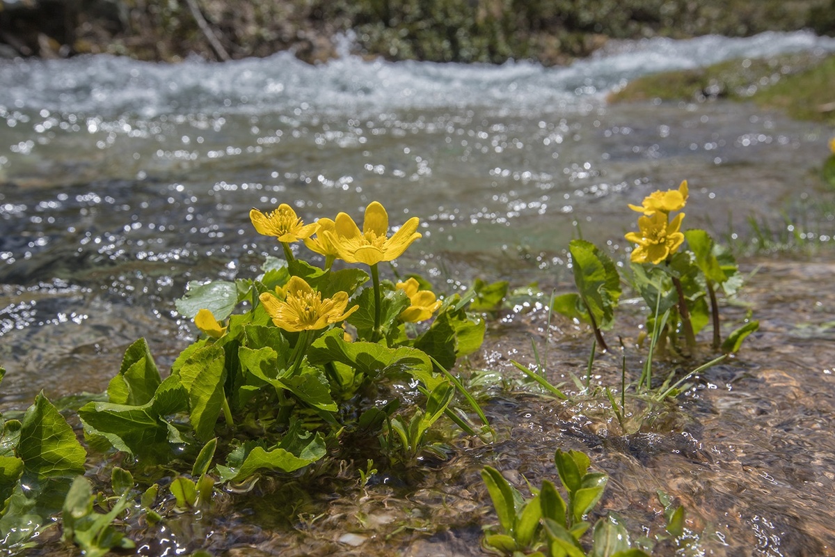 Калужница многолепестная (Caltha polypetala). Цветущие растения. Карачаево-Черкесия, окр. пос. Архыз, долина р. Малая Дукка, ≈ 2000 м н.у.м., отмель реки. 11.06.2023.
Илья Михеев / «Плантариум»