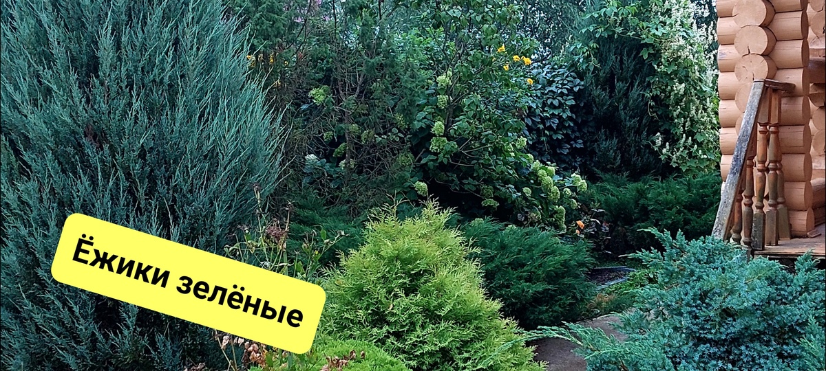 Ёжики мои зелёные и любимые). Связаны были. Но что-то связано символически. Высокие Блю Эрроу уже. Не удалось увязать нормально. 