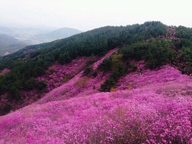 Забайкальский край, цветущий багульник
