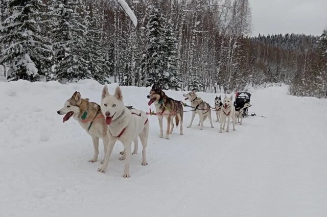    Хаски Андрея Томилова. Фото: Андрей Томилов