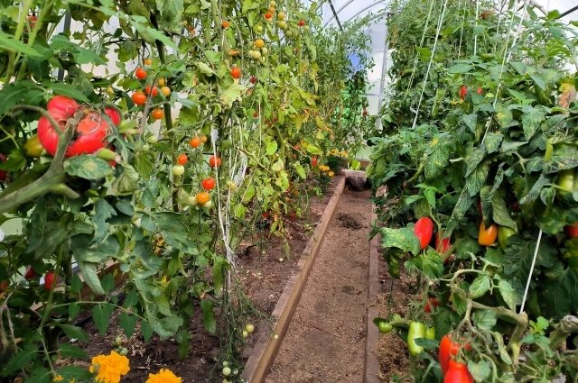    Если у вас есть теплица, то уже можете сеять рассаду некоторых культур. Фото: www.globallookpress.com