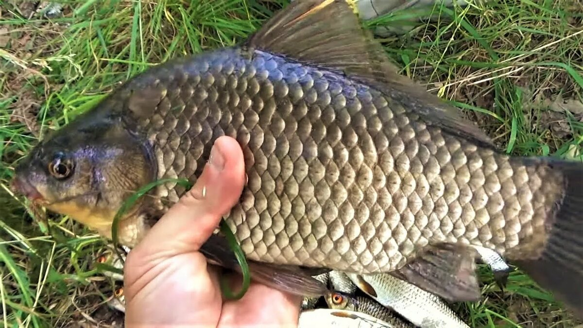 Фото из Яндекс картинки.