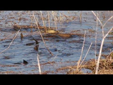Нерест сазана, фото из Яндекс картинки.