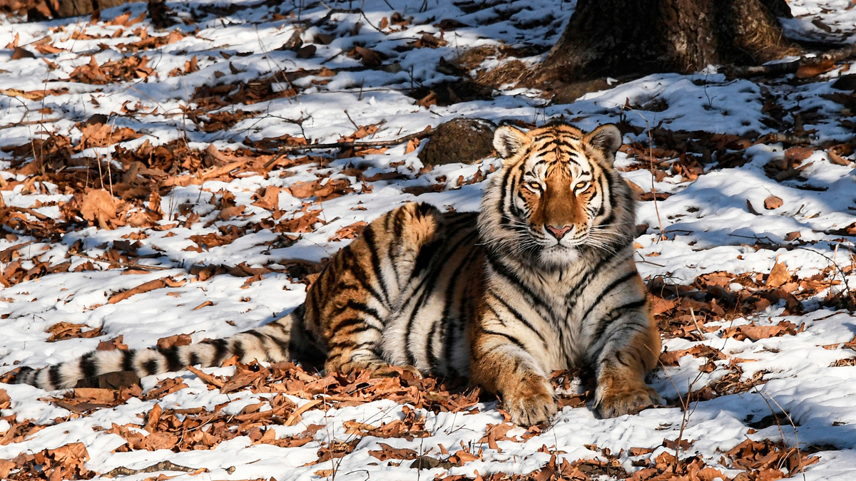    Амурский тигр в Приморском сафари-парке РИА