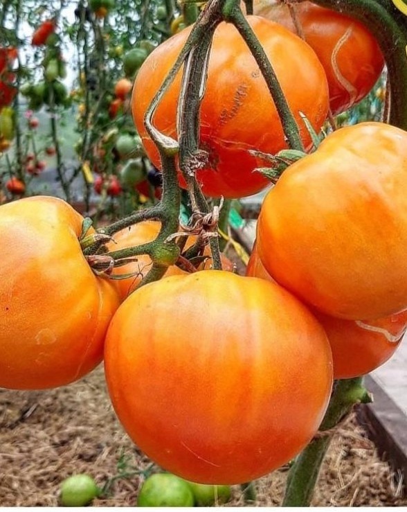 Томат Загадка природы