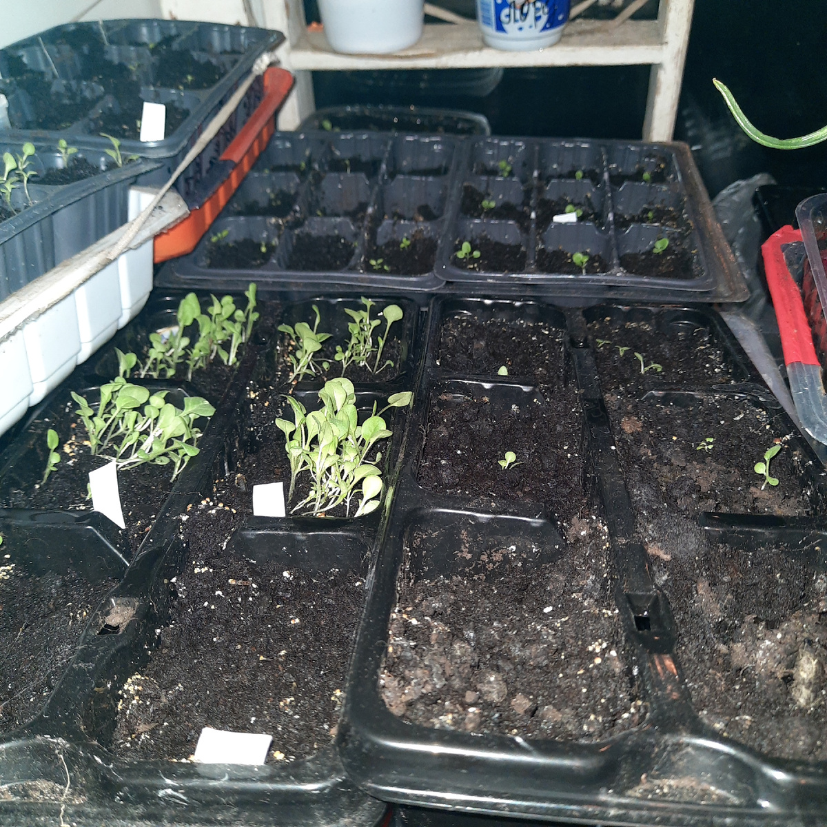 Это "большие" петунии- из моих семян, посажено все одновременно 