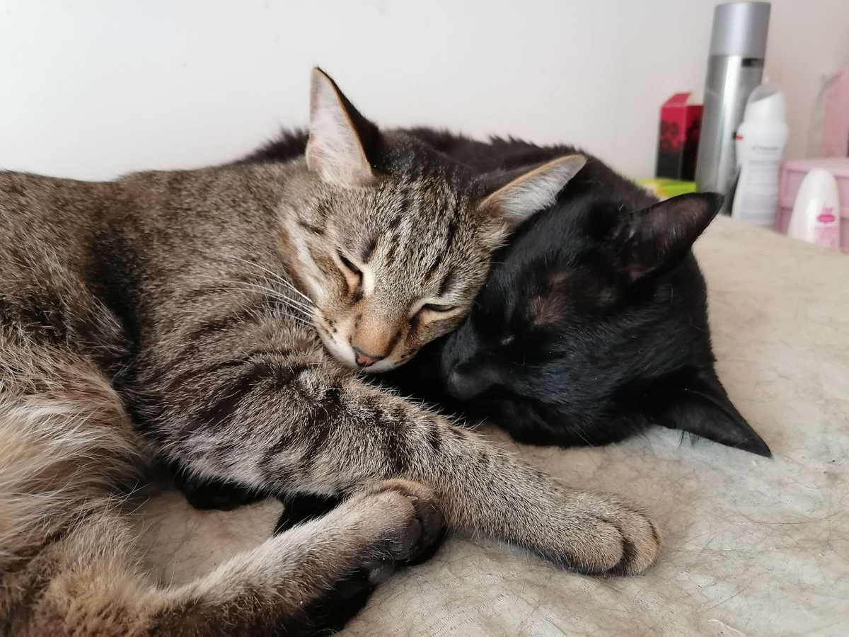 Тимоша и Федя. Фото автора