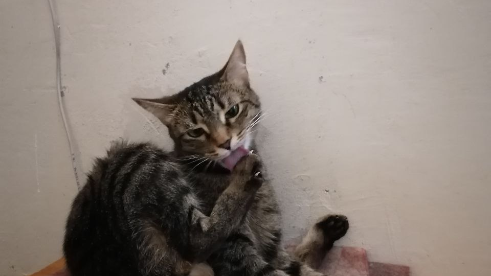 1 марта - день кошек! Поздравляю!