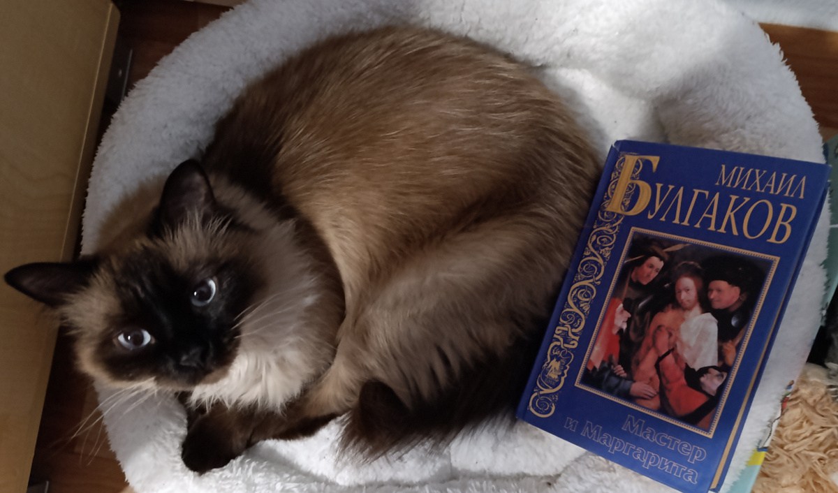 Роман Булгакова с вынесенной на обложку репродукцией картины Иеронима Босха "Увенчание терновым венцом", как нельзя более точно отражающей идею произведения, представляет Джессика. 