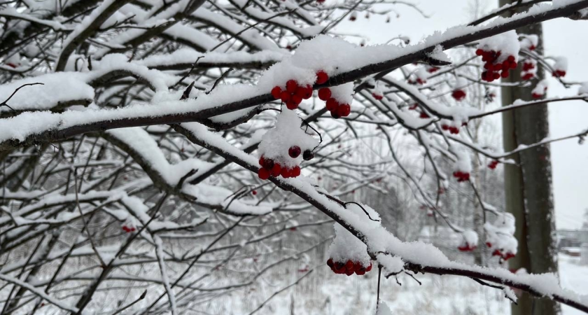    Фото из архива "Про Города Сыктывкар"