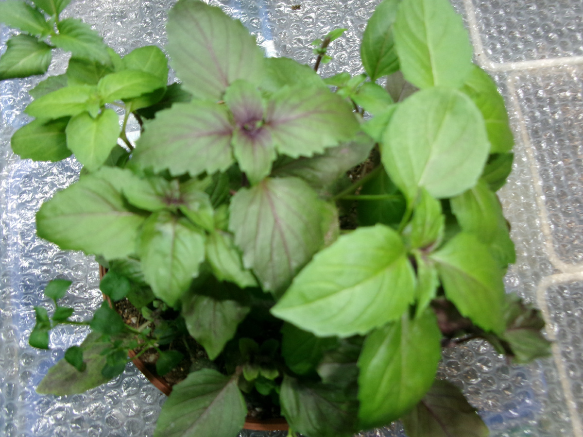 фото автора  базилик