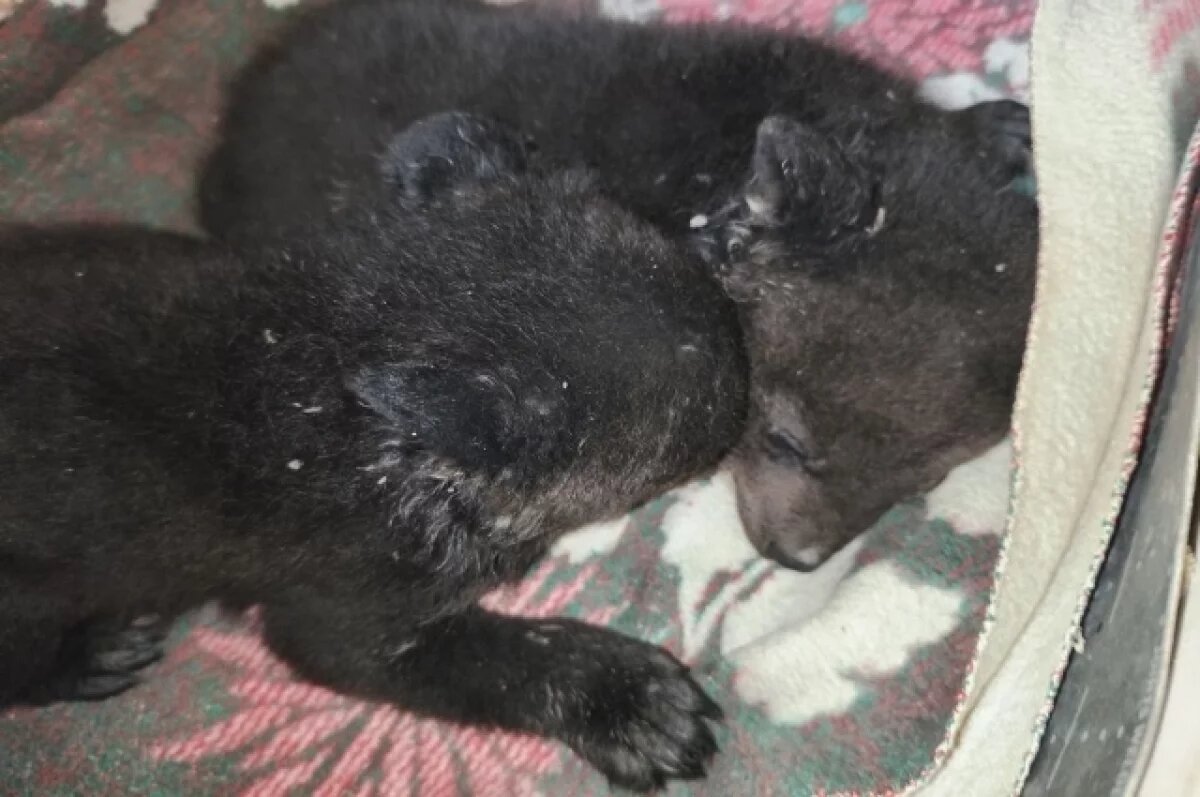    В центре «Тигр» выхаживают двух осиротевших гималайских медвежат