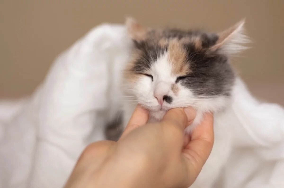    Купать или нет?