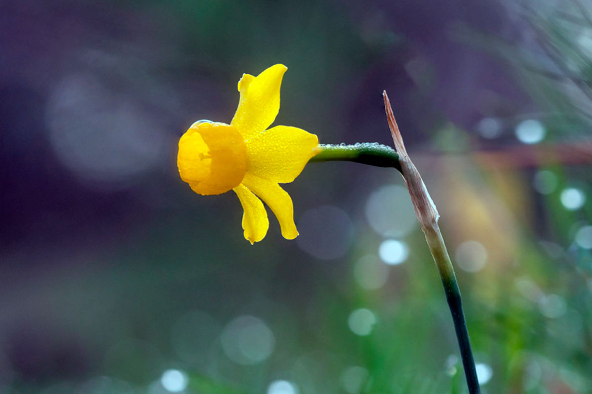 Нарцисс — дорогая, качественная постройка, имитирующая человека. У нее нет души, эго или ощущения «я»