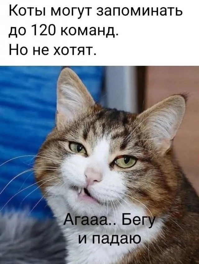 коты, они такие )))