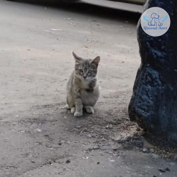 Зайка была очень напугана и не подпускала к себе, ее пришлось ловить
