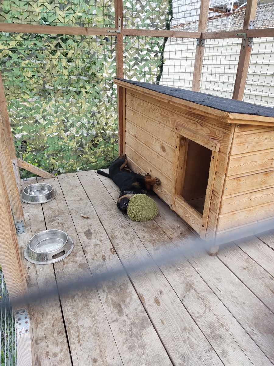 Крепкийсон после хорошей прогулки