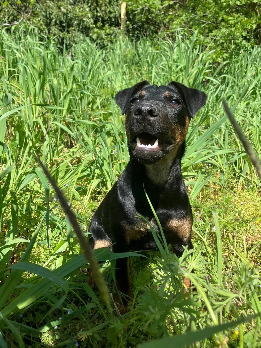 Наш красавчик Ягдтерьер Риддик (Шеф) фон Тир